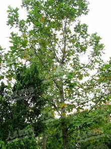 太空育种新篇章 三峡鹅掌楸搭乘神七开启珍稀林木保护新征程