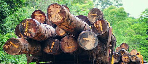 荣兴原木家装定制 双11匠心钜惠，尊享自然品质生活