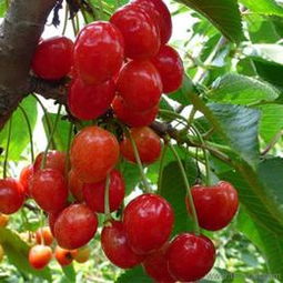 匠心传承，绿意盎然 探访山东泰安开发区森林木苗木中心盆景艺术