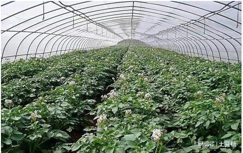 科技赋能，高效栽培 产量倍增、上市提前的盆景蔬菜种植新模式