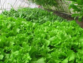 从田间到案头 蔬菜的洁净化工厂化栽培与盆景艺术的融合