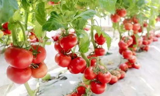 椰糠盆景 无土栽培技术如何颠覆传统蔬菜种植模式