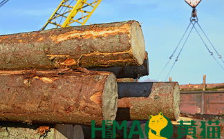 黄猫木业 以匠心与自然共筑健康环保家居，盆景为生活点睛