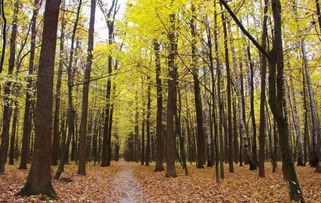 2017年农村征地补偿新政策 菜田地补偿标准最高，花卉用地如何认定？