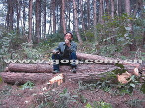 林木被盗伐，老汉不回家