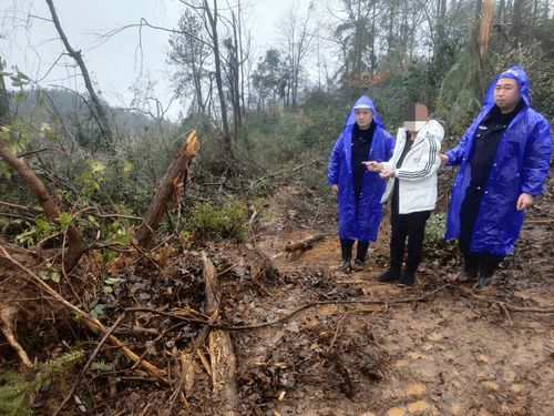 守护绿水青山！施秉县成功破获一起重特大滥伐林木案