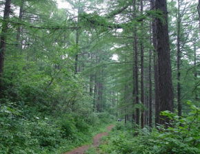 佳木斯市征地林木补偿暂行办法及蔬菜培育政策解读