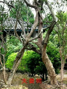 林木环绕撑天山 南部县西河乡村旅游专业合作社的绿色旅游发展之路