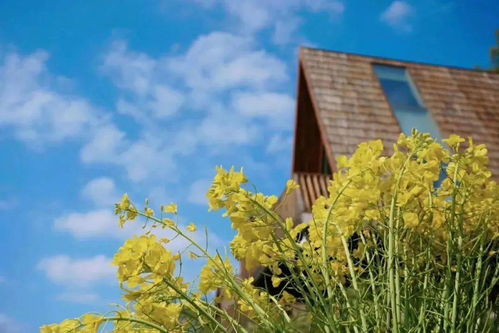 睡进至美树屋，惊艳一整个春天 鼻祖级油菜花海之旅